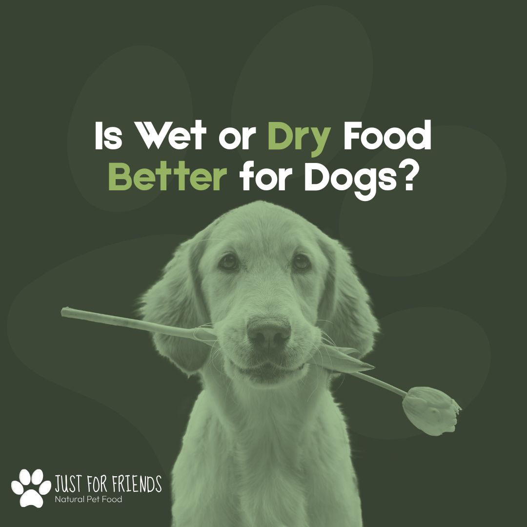 Is Wet or Dry Food Better for Dogs? A Complete Guide