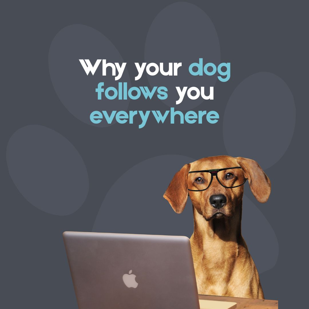 Why Does My Dog Follow Me Everywhere? 