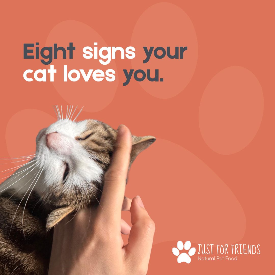 Signs Your Cat Loves You 