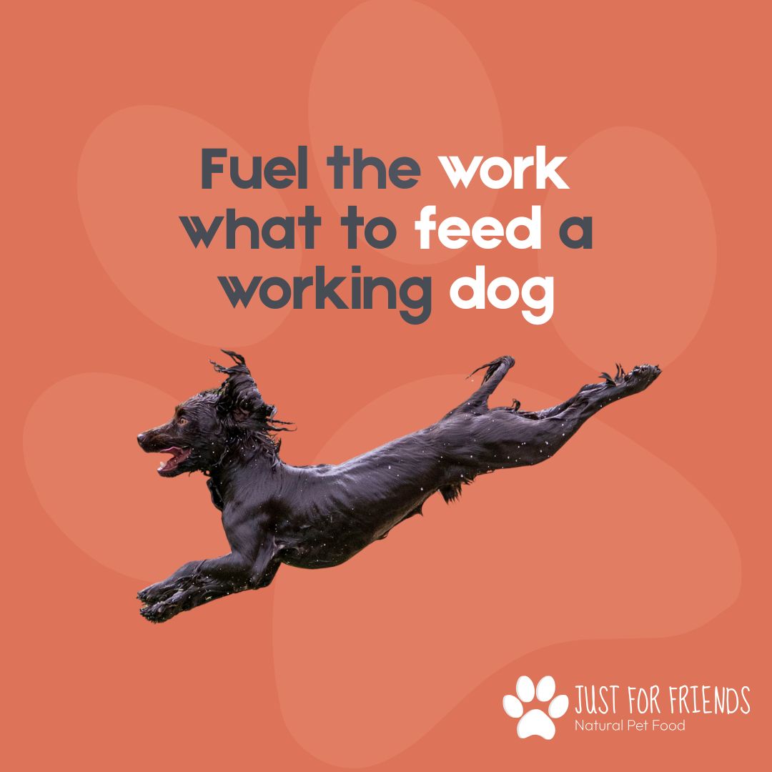 Working Dog Food: How to Feed a Gundog Through the Season 
