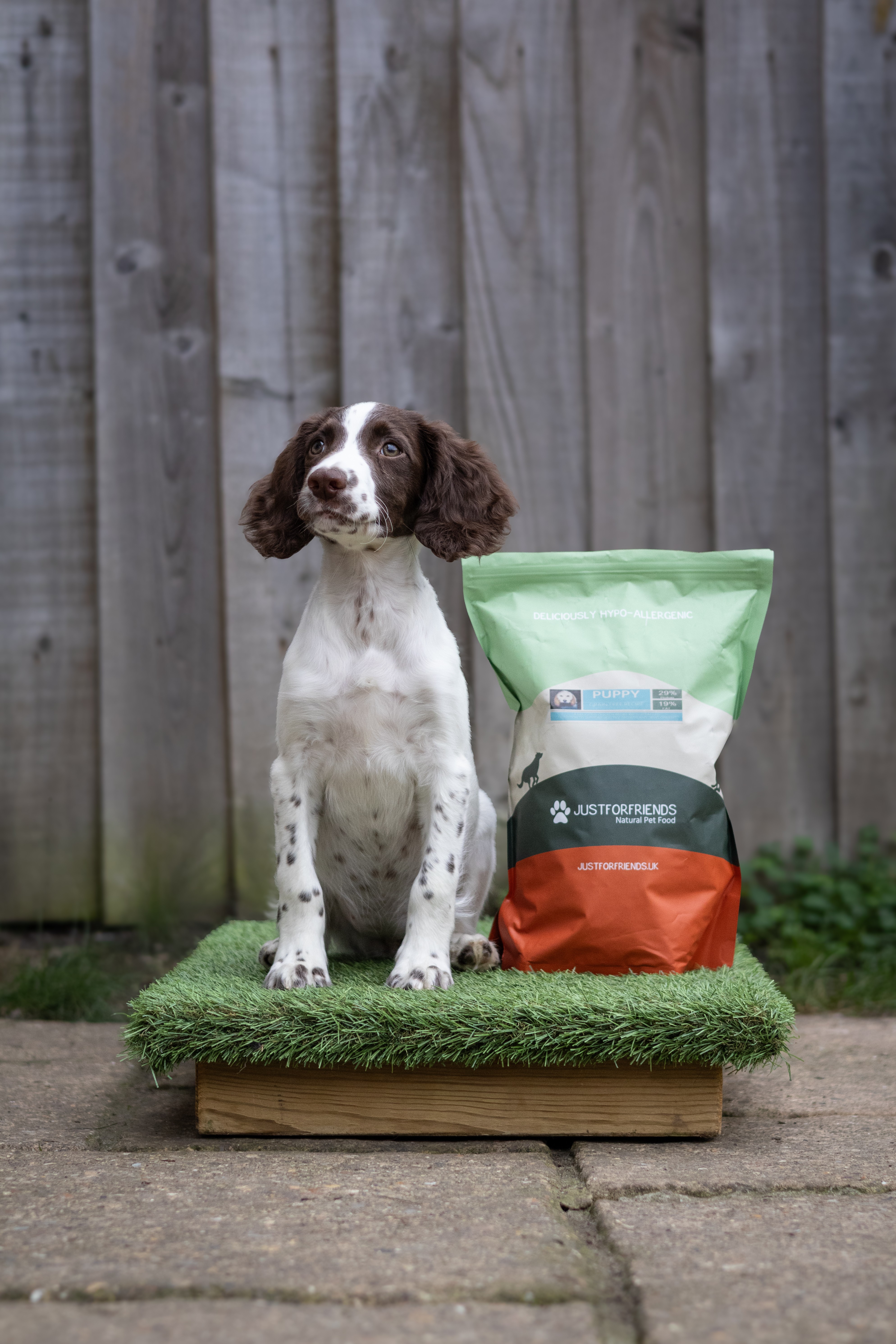 Meet Robin: Our Puppy Ambassador and Her Growing Up Journey