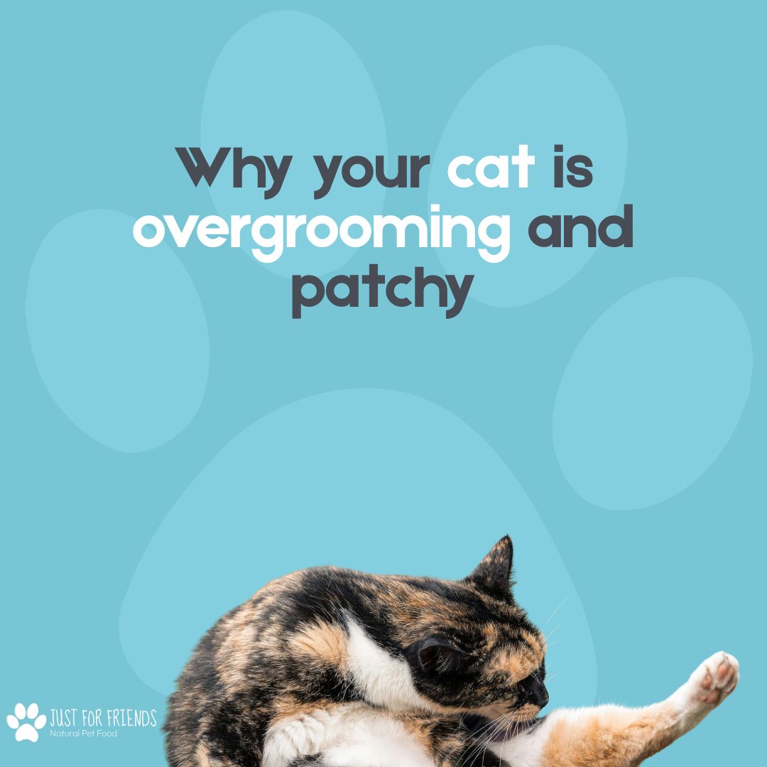 Why Is My Cat Itchy? Scratching, Overgrooming and Patchy Fur Explained