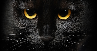 What did black cats do to deserve their dark reputation? 