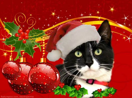 Keeping Your Dogs and Cats Safe at Christmas