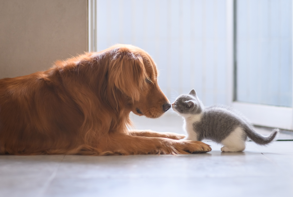How to Introduce a New Kitten To Your Dog 