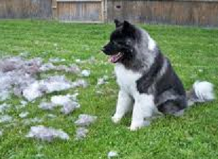 How To Help Reduce The Amount of Shedding in Your Dog