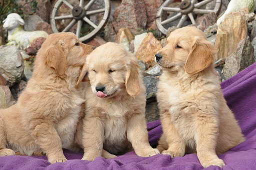 What is the best dog breed for you? 