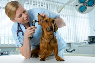 Are Vets Intimidated By Client's Behavior?