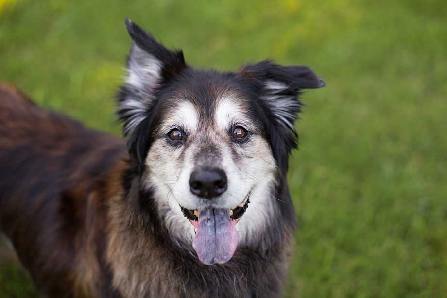 Should My Older Dog Be Eating A Senior Diet?