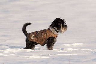 Do dogs need winter coats?
